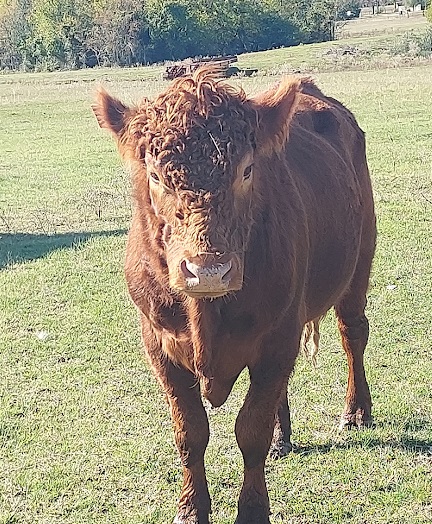 Red cow at Happenstance Ranch